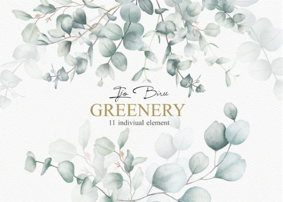 Greenery Eucalyptus Watercolor Clipart: Illustrations Review