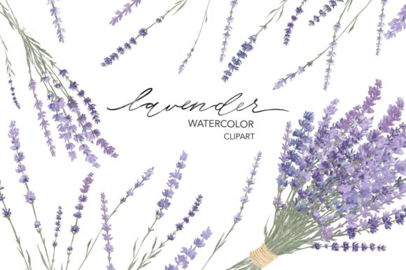 Lavender Watercolor Flower Clipart: A Designer's Review